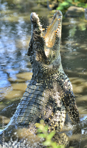 Photography Attack crocodile. Cuban Crocodile (crocodylus rhombifer).