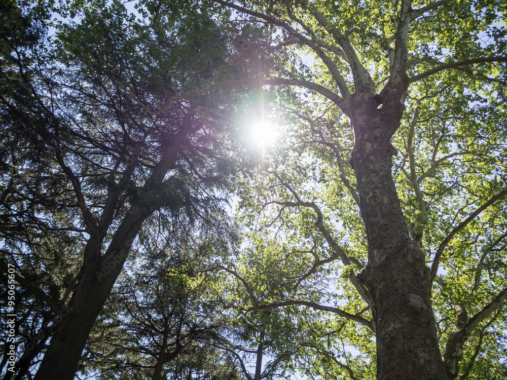 Fototapeta premium Dark jungle or forest top view with sun light ray