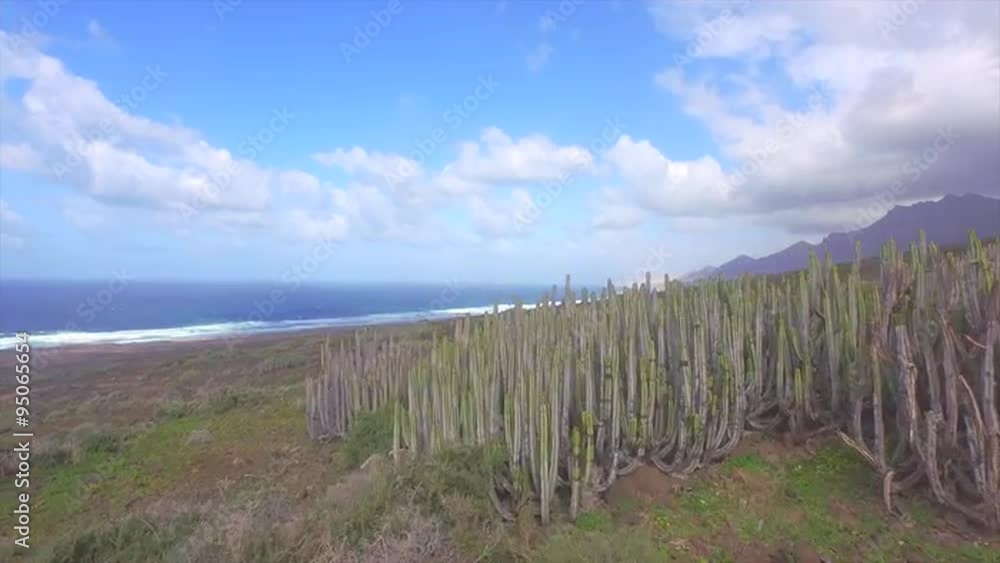 AERIAL: Flying over huge cactuses in Cofete beach, Canary Islands AERIAL: Flying over huge cactuses in Cofete beach, Canary Islands