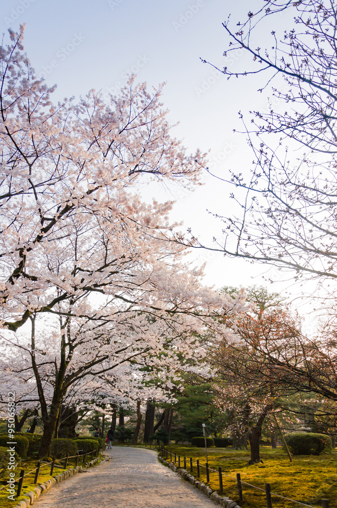 Sakura blossom in the park at Kanazawa, Japan