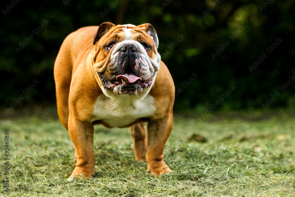 A large male English Bulldog standing tall and proud, showcasing his impressive size and stature.