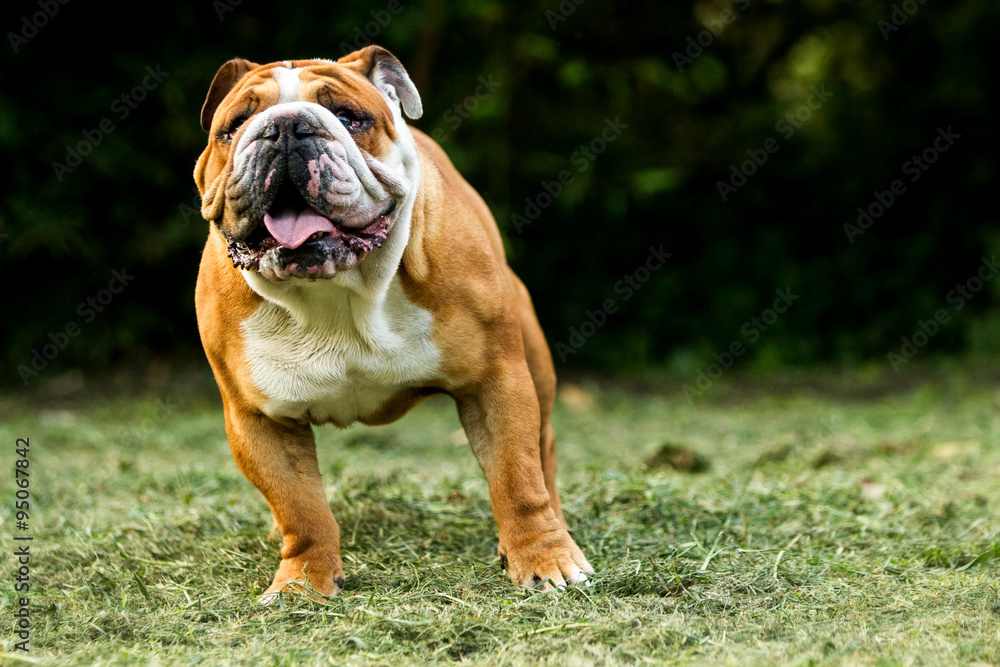 Stunning large size male English Bulldog posing against dark vegetation in a captivating low angle shot. Stunning large size male English Bulldog posing against dark vegetation in a captivating low angle shot.