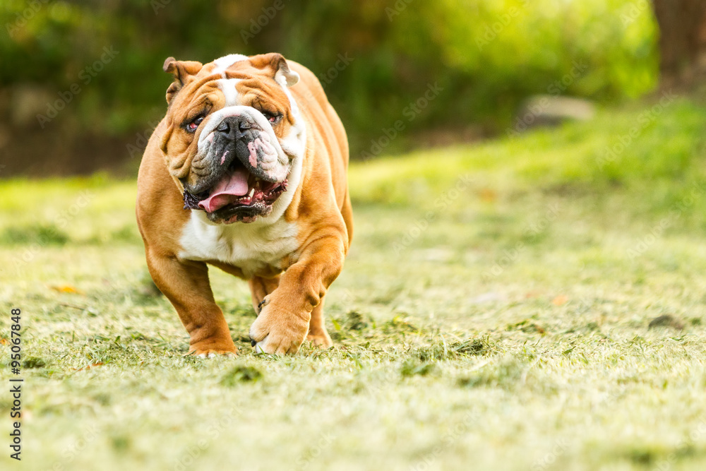 Purebred English Bulldog with a closeup of its wrinkled face,confidently moving towards the camera.