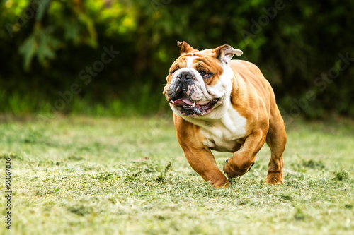An adult English Bulldog, a champion in its breed, sprinting with determination and power.