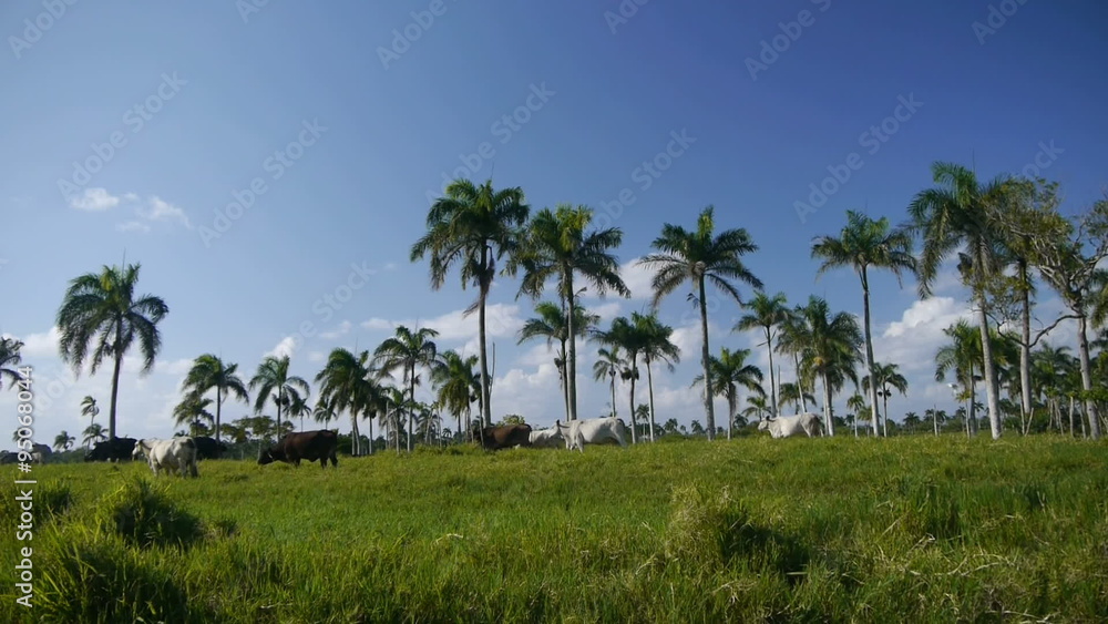 custom made wallpaper toronto digitalCows under the palm trees