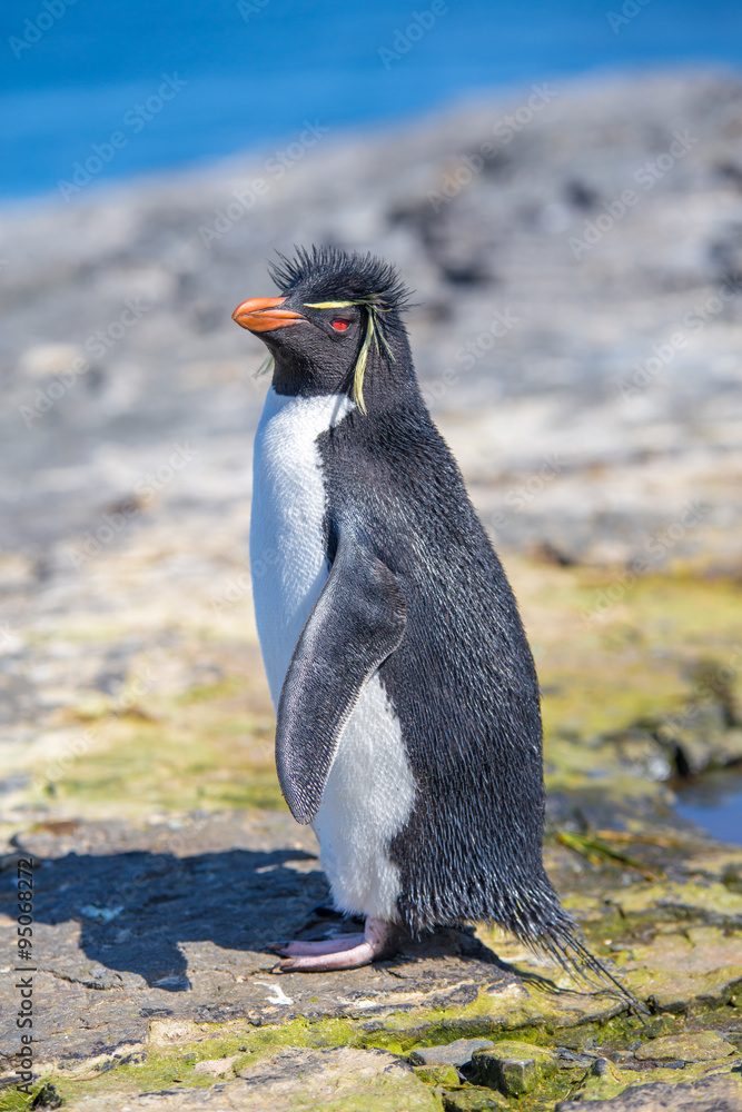 Obraz premium Rockhopper Penguin (Eudyptes chrysocome) on rocks.