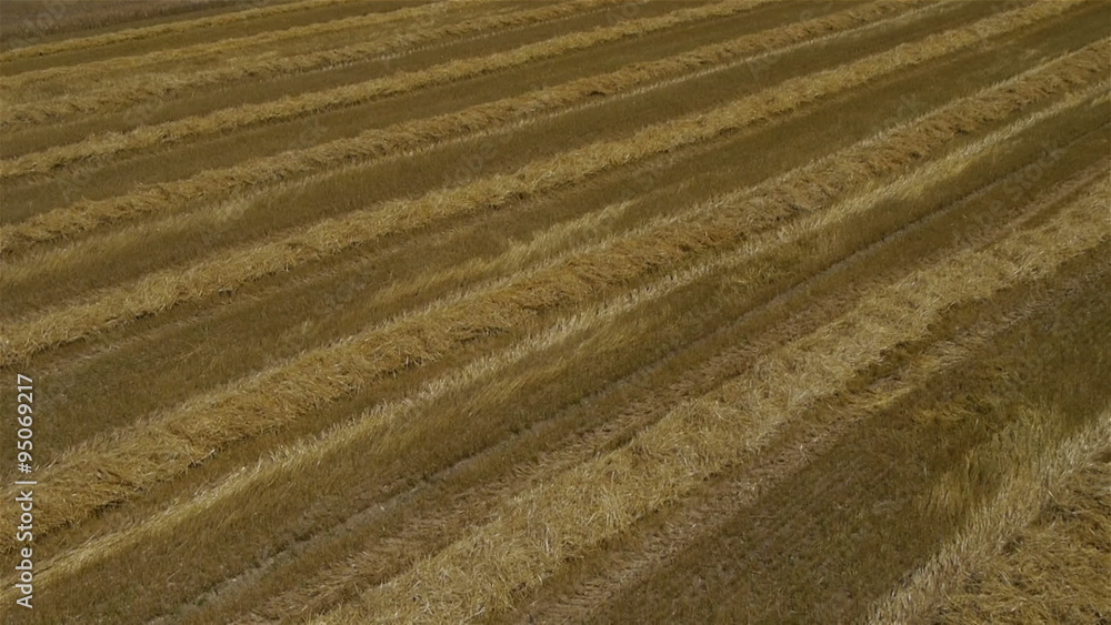 AERIAL: Wheat field AERIAL: Wheat field