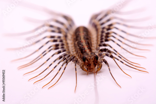 Scutigera smithii Newport (long-legged house centipede) on a white background. © wealthy99