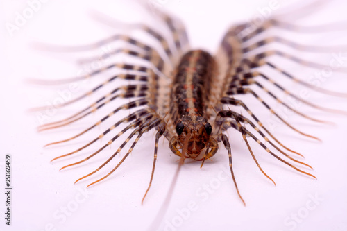 Fotografia Scutigera smithii Newport (long-legged house centipede) on a white background
