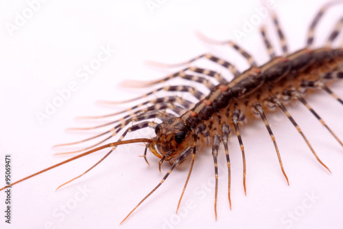 Scutigera smithii Newport (long-legged house centipede) on a white background. © wealthy99