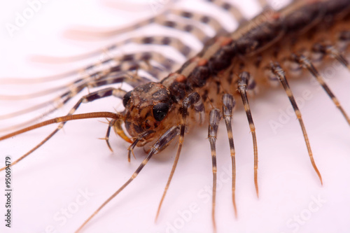 Scutigera smithii Newport (long-legged house centipede) on a white background. © wealthy99