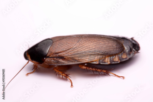 Cockroach species living in Thailand (Burrowing cockroach) on a white background.