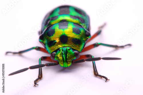 Close up Rainbow shield bug holding (Calidea dregii) on a white background.