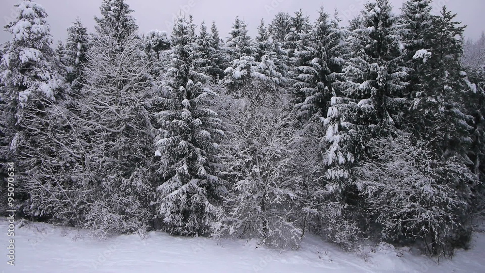 AERIAL: Flight over a snowy forest AERIAL: Flight over a snowy forest