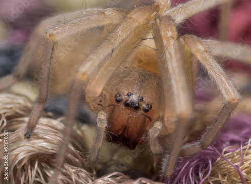 Yellow Sac Spider Crouches on Brightly Covered Carpet