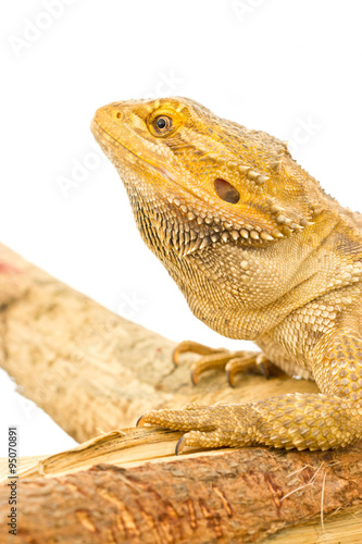 Close up of Bearded dragon isolated on white.