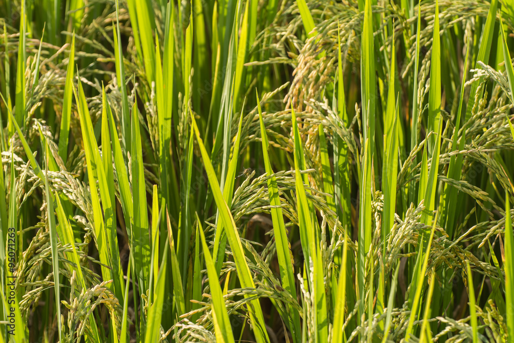 Green ear of rice in paddy rice field Green ear of rice in paddy rice field