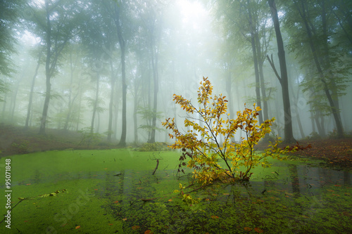 Green swamp in foggy forest
