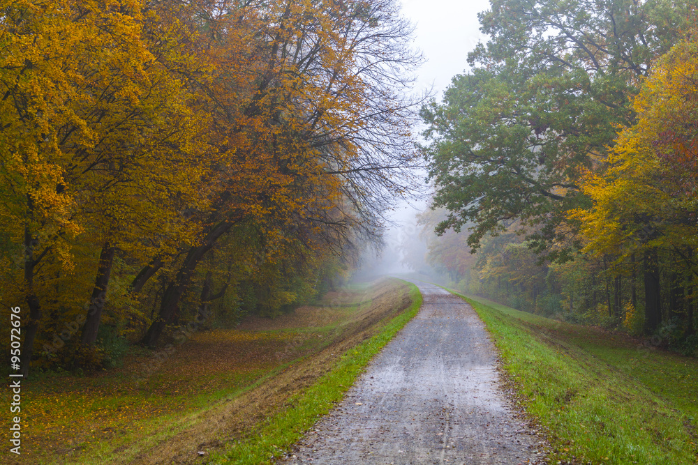 Fototapeta premium Embankment road through the autumn forest