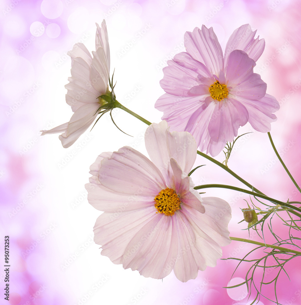 Beautiful flowers on abstract  light pink background
