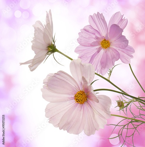 Beautiful flowers on abstract light pink background © red150770
