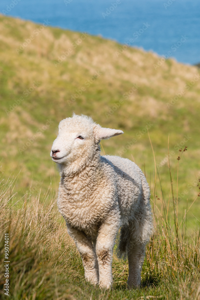 Obraz premium young lamb standing on grass