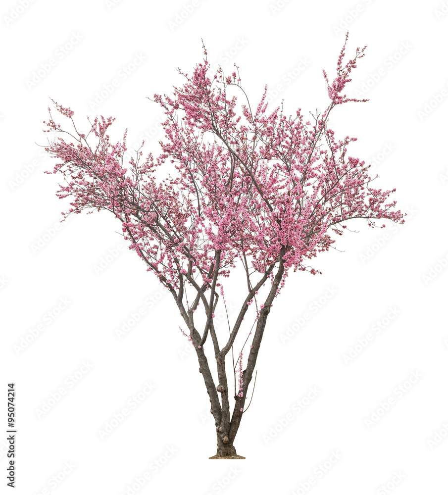 Fototapeta premium pink sacura tree