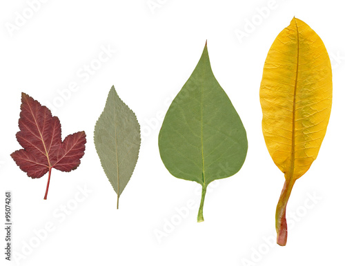 Dried leaves of various plants..