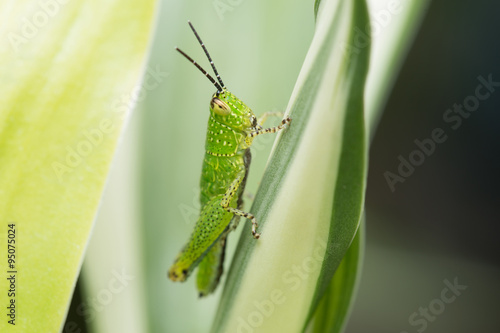 Grasshopper on the Leaf