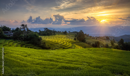Golden rice of rice terraces. Mae Chaem District  Chiang Mai Province