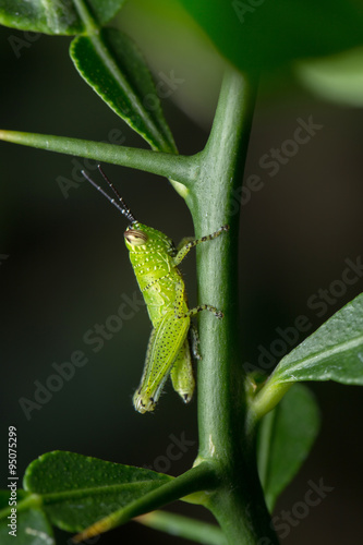 Grasshopper in the tree