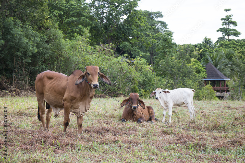 Fototapeta premium Two cows and on cattle in the field