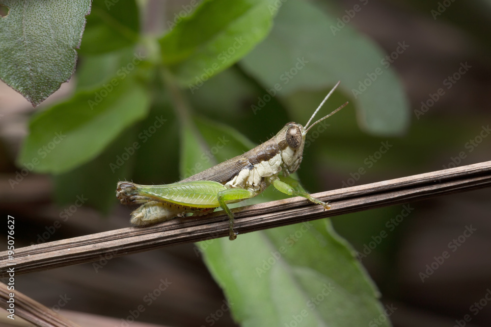 Grasshopper on the branch Grasshopper on the branch