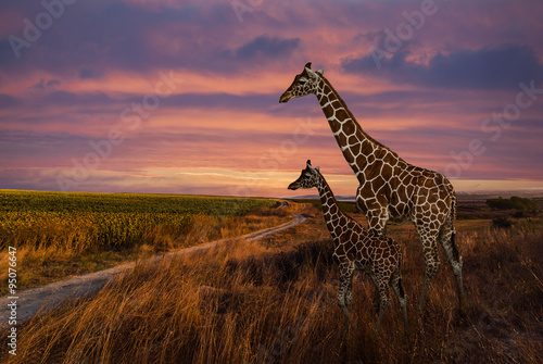 Giraffes and The Landscape #95076647