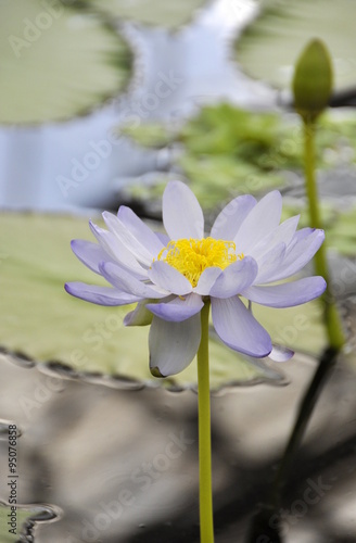 Closeup on the flower of a water lily Nymphaea sp.