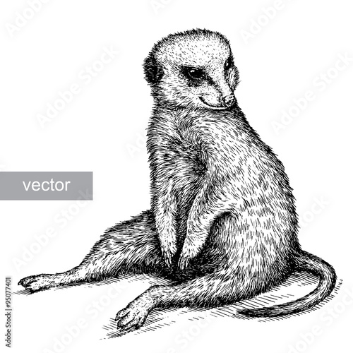 engrave meerkat illustration photo