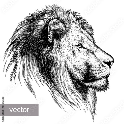 engrave lion illustration 