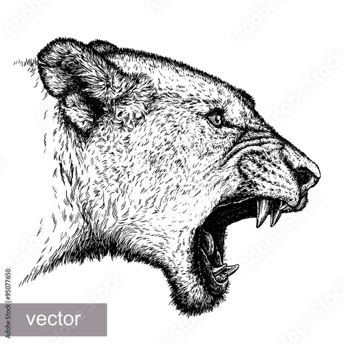 engrave lion illustration 