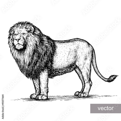 engrave lion illustration 