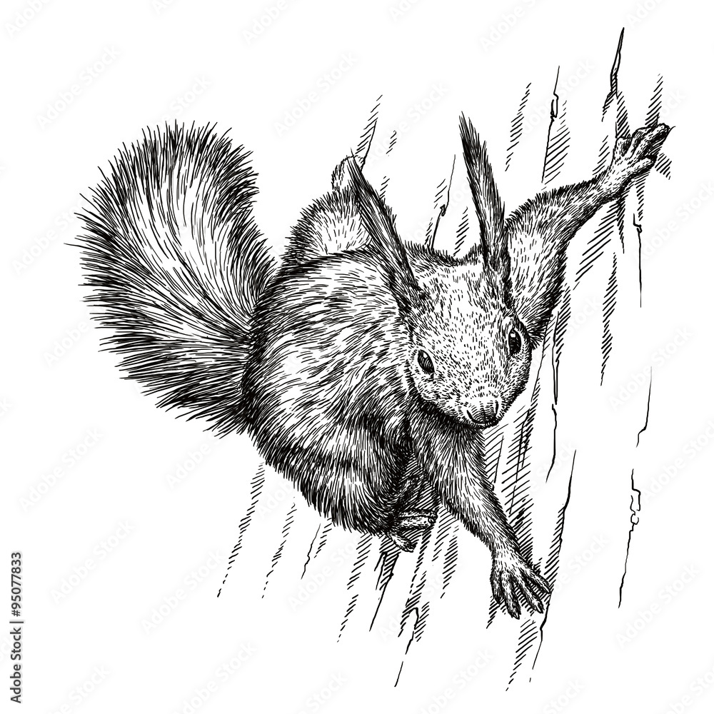 Obraz premium engrave squirrel illustration