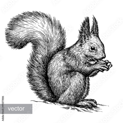 engrave squirrel illustration
