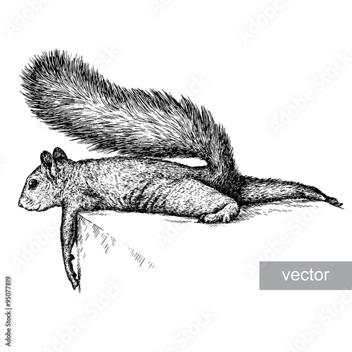 engrave squirrel illustration