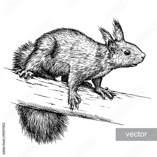 engrave squirrel illustration