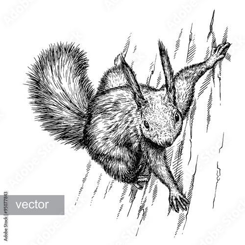 engrave squirrel illustration