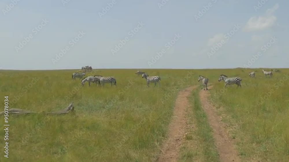 AERIAL: Driving through African safari pass the zebras AERIAL: Driving through African safari pass the zebras