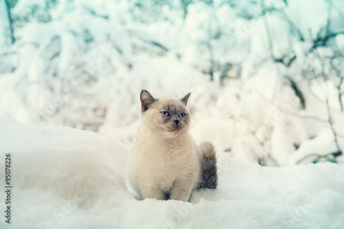 Cat sitting in winter forest covered with snow