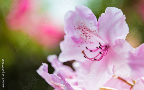 Pink Rhododendron close-up