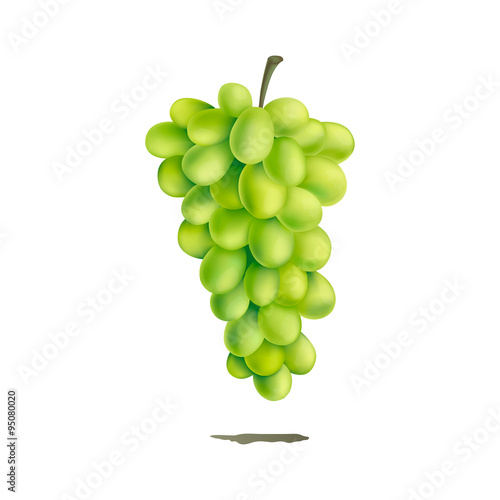 Vector hand drawn vector green and  grape twig. EPS 10 illustration for food packagin design. Isolated on white