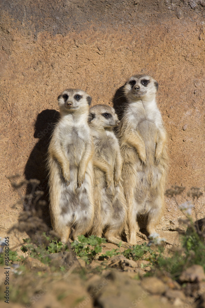 Fototapeta premium Meerkat, Suricata suricatta, basking in the autumn sun