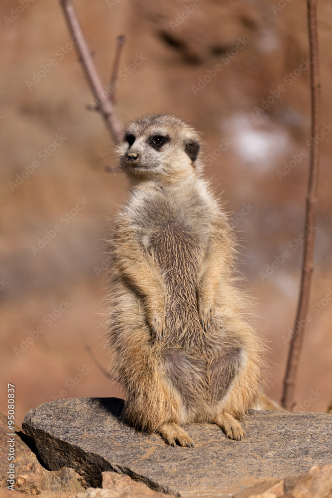 Fototapeta premium female of meerkat or suricate